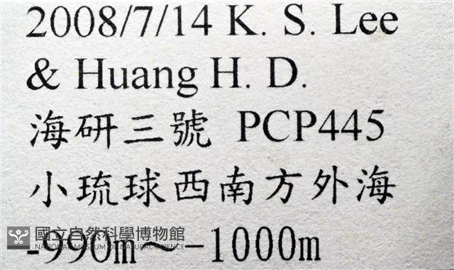 造殼海葵之一種藏品圖，第9張