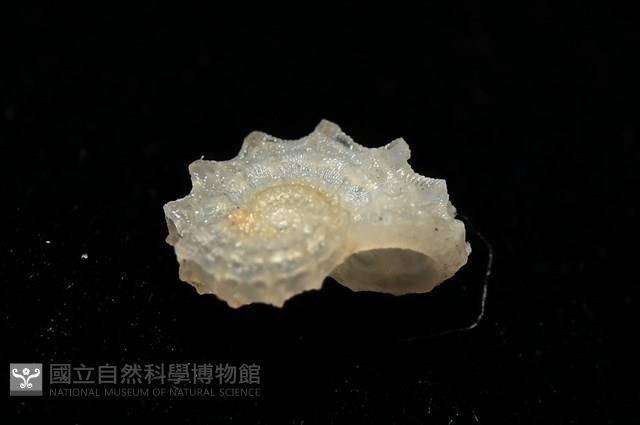 菲律賓花冠螺藏品圖，第9張