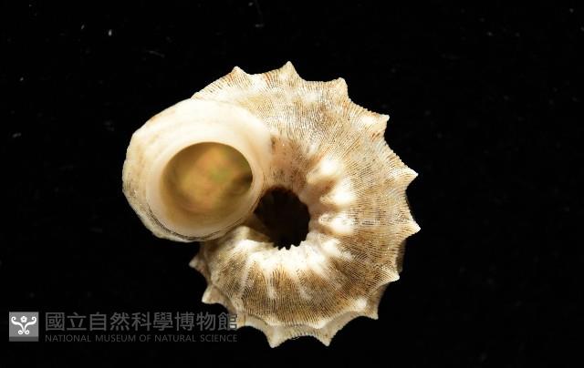 基隆花冠螺藏品圖，第9張