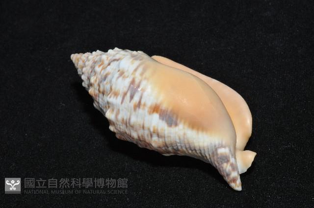 金袖鳳凰螺藏品圖，第9張