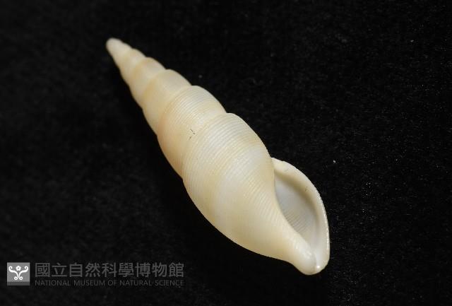 秉川布紋螺藏品圖，第9張