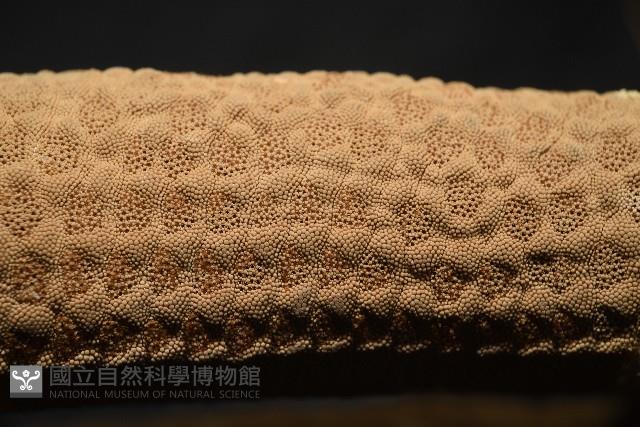 蓋丁指海星藏品圖，第9張