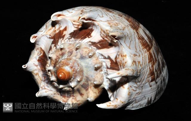 帝王渦螺藏品圖，第9張