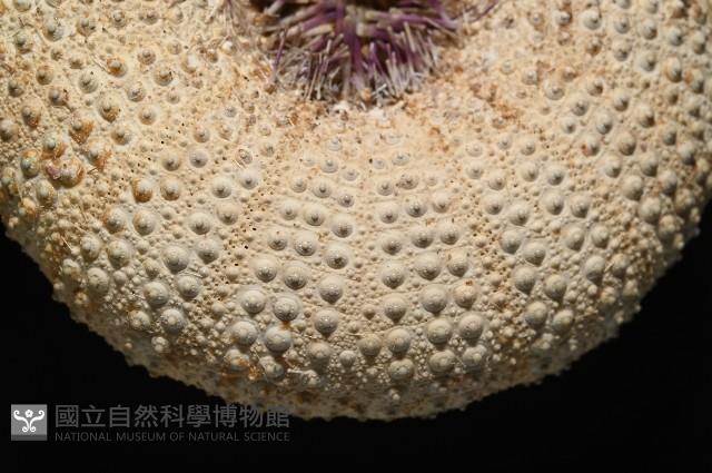未知種角孔海膽藏品圖，第9張