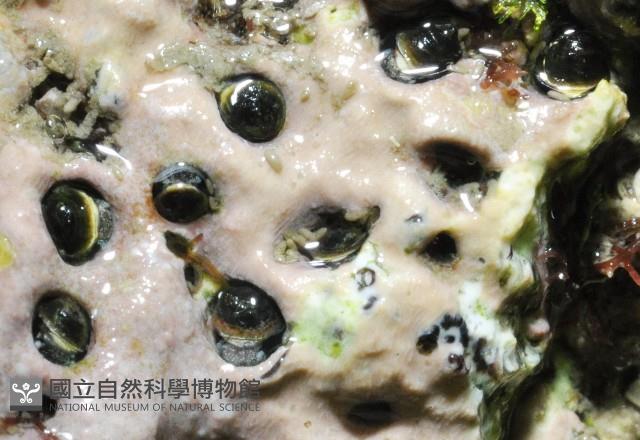 未知種蛇螺藏品圖，第9張