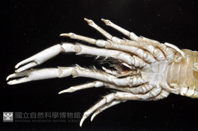 臺灣仿刺鎧蝦藏品圖，第9張