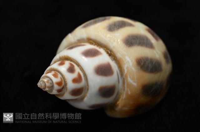 開氏鳳螺藏品圖，第9張