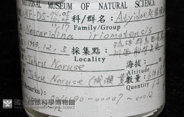 西表島新米蝦藏品圖，第9張