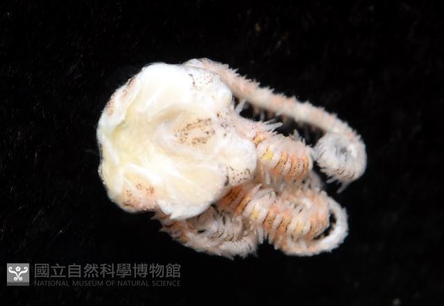 錦疣蛇尾藏品圖，第9張