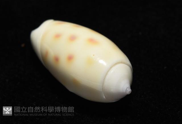 棋盤榧螺藏品圖，第9張