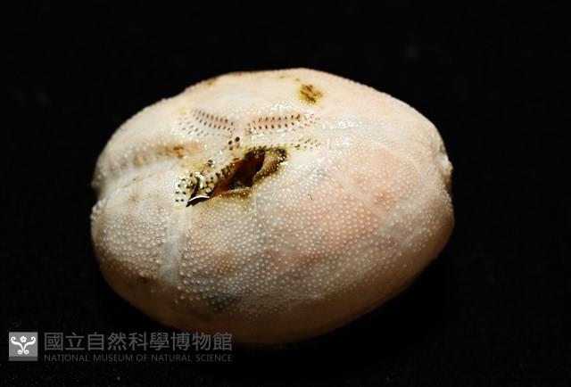 呂宋沐海壺藏品圖，第9張