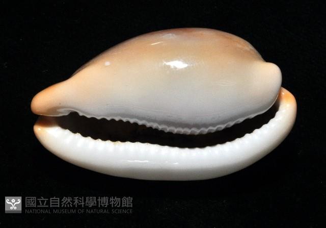大四眼寶螺藏品圖，第9張