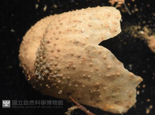 未知種葫蘆海膽藏品圖，第9張