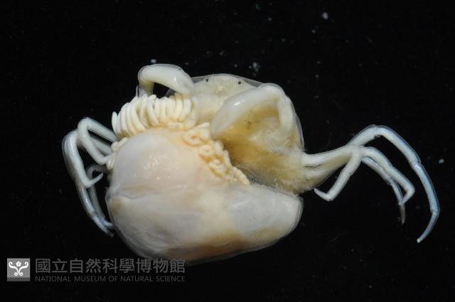 中華淺鰓虱藏品圖，第9張