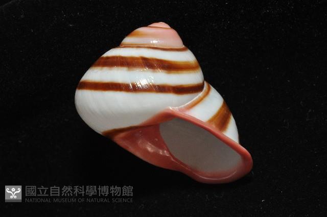 紅口紅蝸牛藏品圖，第9張