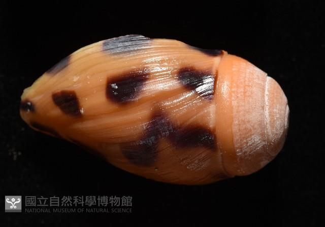 椰子螺藏品圖，第9張