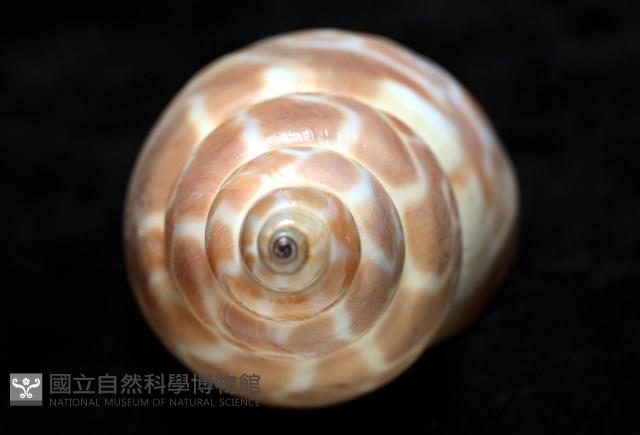 錫蘭鳳螺藏品圖，第9張