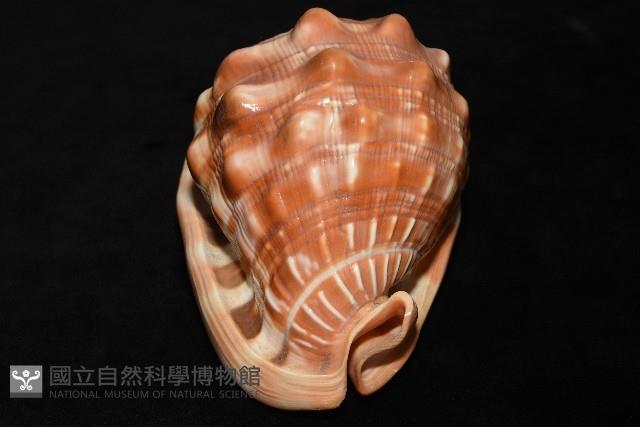 萬寶螺藏品圖，第9張