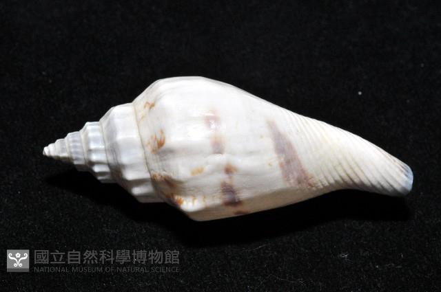 黑嘴鳳凰螺藏品圖，第9張