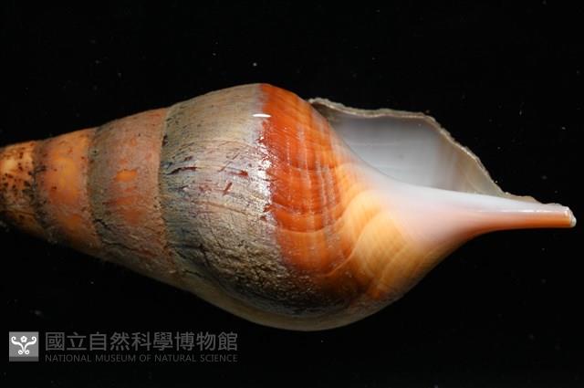 馬丁長鼻螺藏品圖，第9張