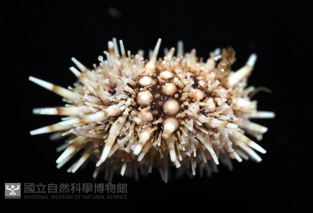 疣裸海膽藏品圖，第9張