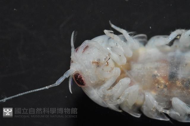 未知種浪漂水虱藏品圖，第9張