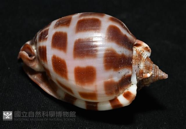 棋盤鬘螺藏品圖，第9張