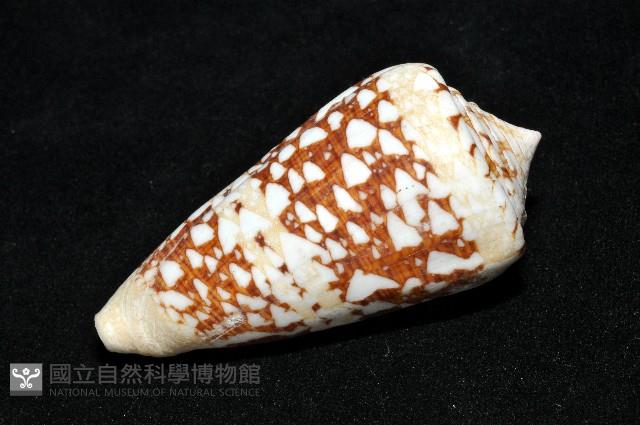 海軍上將芋螺藏品圖，第9張
