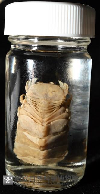 典型額胸水虱藏品圖，第9張