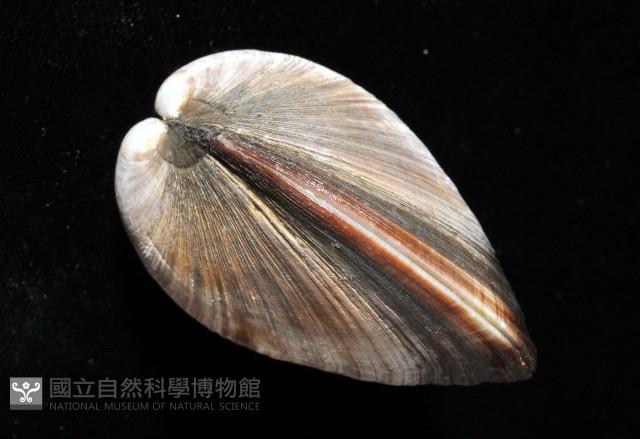 櫻桃寶石簾蛤藏品圖，第9張