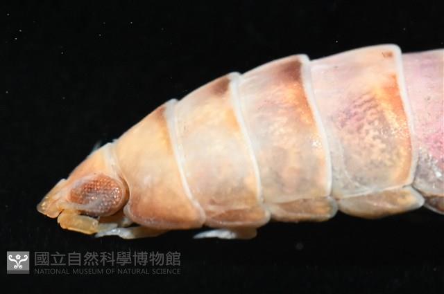 未知種羅司水虱藏品圖，第9張