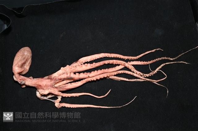 小紅蛸藏品圖，第9張