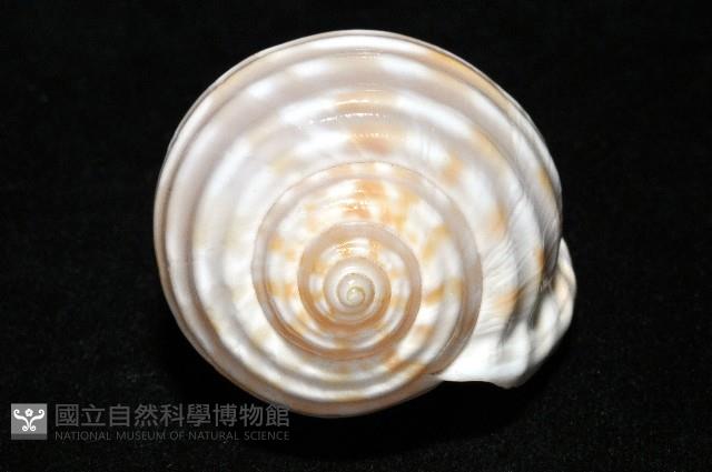 巴西粗齒鶉螺藏品圖，第9張