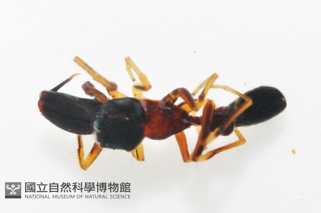 黑色蟻蛛藏品圖，第9張