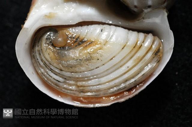 蝴蝶玉螺藏品圖，第9張