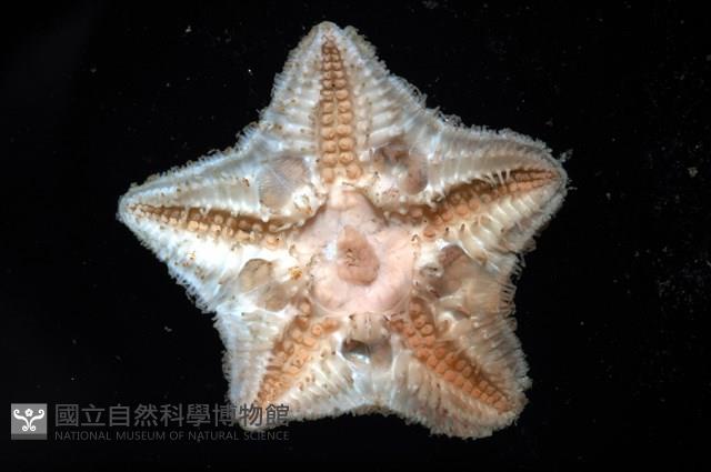 未知種開曼海星藏品圖，第9張