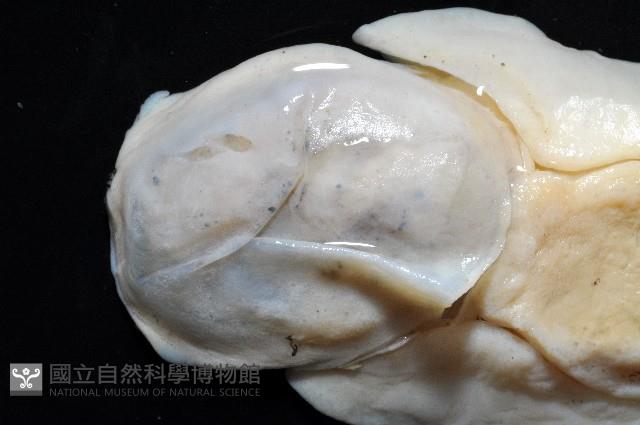 大塚薄泡螺藏品圖，第9張