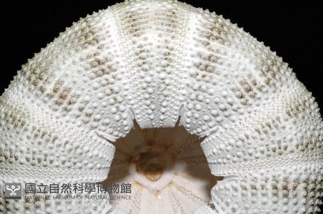 喇叭毒棘海膽藏品圖，第9張