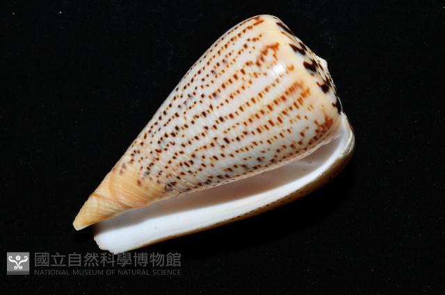 沙漏芋螺藏品圖，第9張