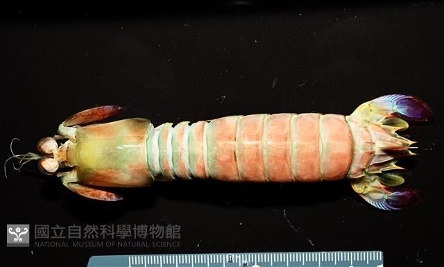 脊尾齒指蝦蛄藏品圖，第9張