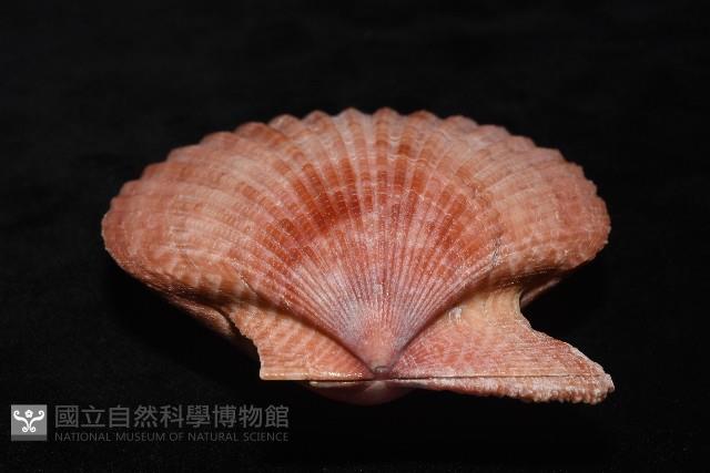 澳洲海扇蛤藏品圖，第9張