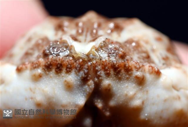 四斑饅頭蟹藏品圖，第9張