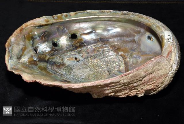 紅鮑螺藏品圖，第9張