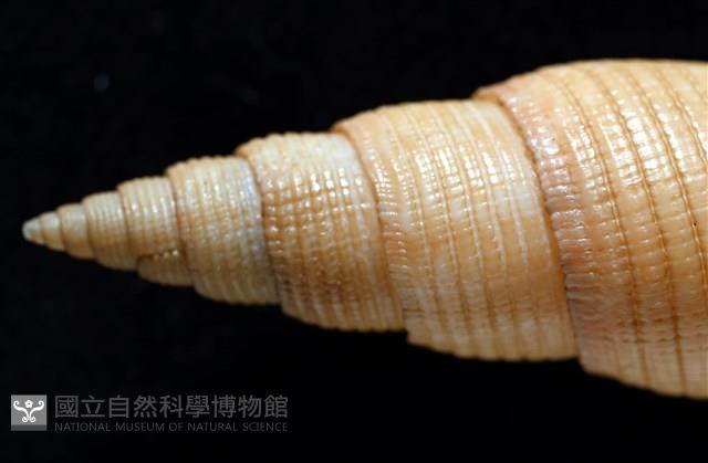 靈犀筆螺藏品圖，第9張