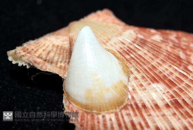 茉莉花偏蓋螺藏品圖，第9張