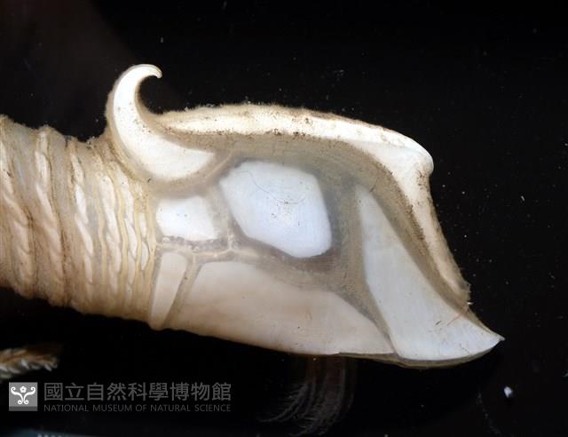 司氏鎧茗荷藏品圖，第9張