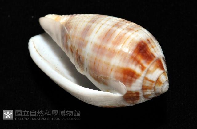 姆指筆螺藏品圖，第9張