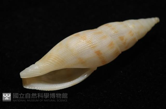 莫三比克布紋螺藏品圖，第9張