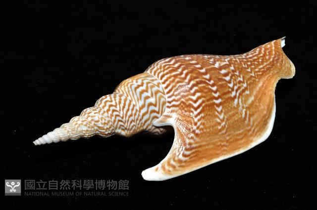 金斧鳳凰螺藏品圖，第9張