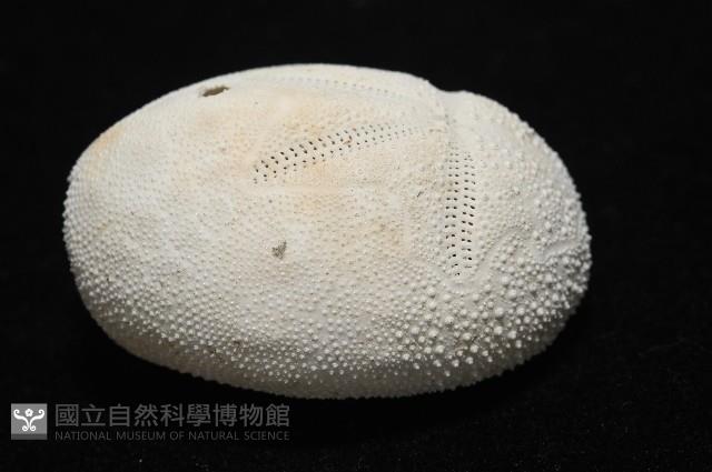 脊背壺海膽藏品圖，第9張